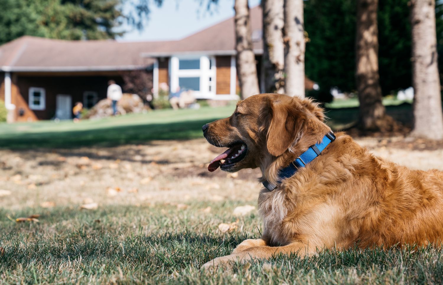 Dog Guard of Eastern CT RI Dog Fence Installer Dog Guard of Eastern CT RI